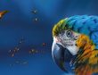 Coaching with the Brain in mind event Macaw parrot picture
